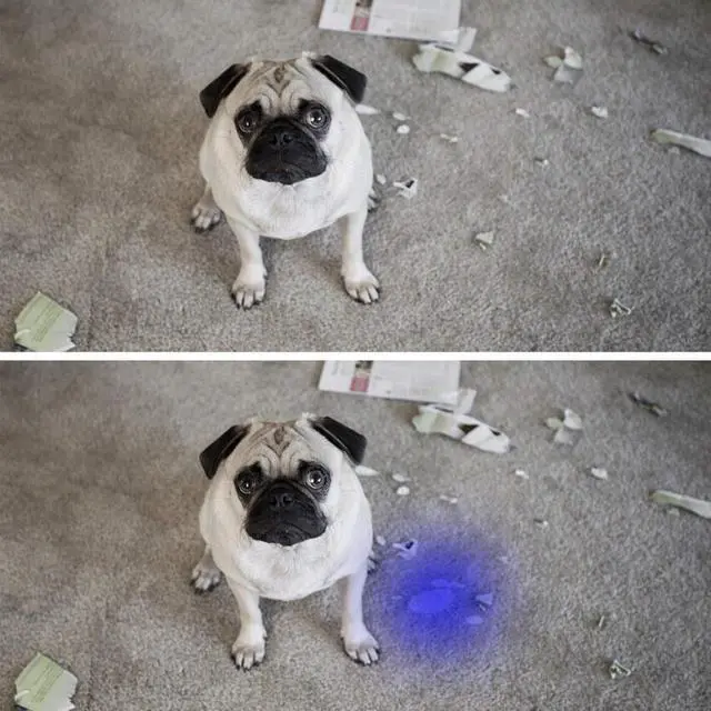 Alt view image 4 of 5 - UV Flashlight UV Light linterna Torch 12 LED Ultraviolet Detector For Dog/Cat/Pet Urine Scorpion Bed Bug On Carpets/Rugs/Floor