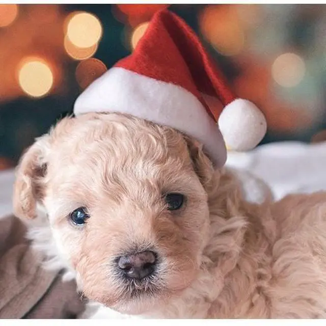 Alt view image 2 of 6 - Santa Claus Hat for Cats Xmas Outfits Clothes Puppy Cat Christmas Costume Hat Santa Claus Pattern Cat Cosplay Costume Solid