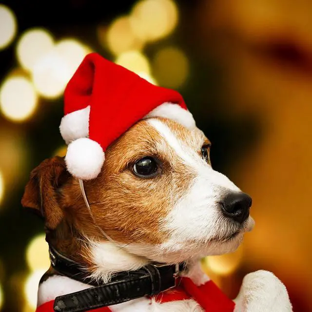 Alt view image 3 of 6 - Santa Claus Hat for Cats Xmas Outfits Clothes Puppy Cat Christmas Costume Hat Santa Claus Pattern Cat Cosplay Costume Solid