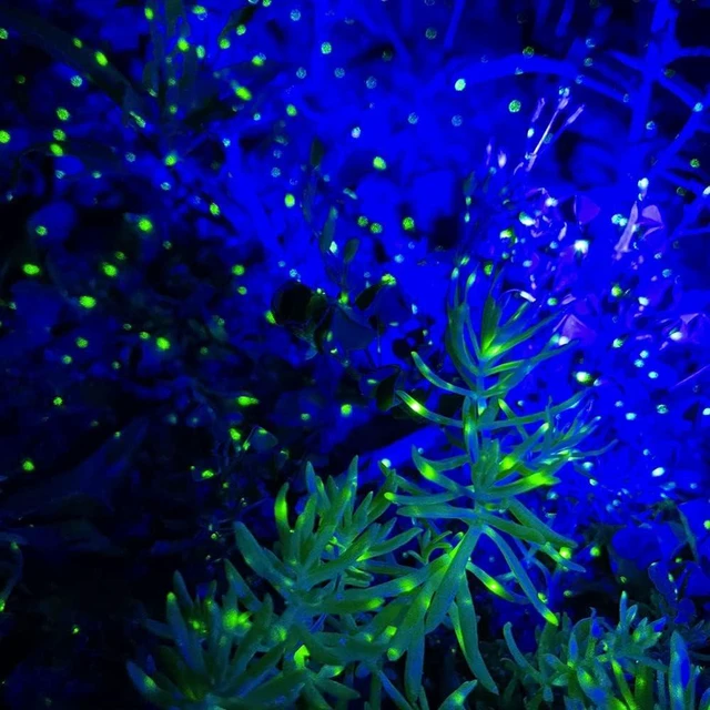 Alt view image 5 of 6 - Firefly Laser Star Projector Garden Lights Christmas Lights for Lawns & Courtyard