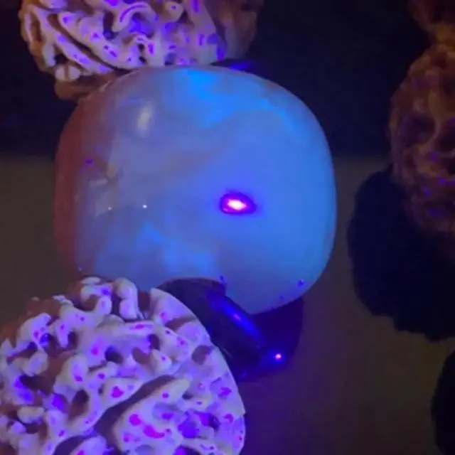 Alt view image 5 of 5 - E007-WU 8000lums 2 in 1 UV Flashlight LED Torch 395nm Ultraviolet Urine Detector for Carpet Pet Urine Catch Scorpions