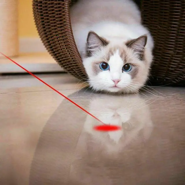 Alt view image 5 of 5 - 3 in 1 Laser Pointer Cat Pet Child Toys USB Rechargeable UV Torch Flashlight Mini Pet Training Dog Cat Pointer Teasing Pen
