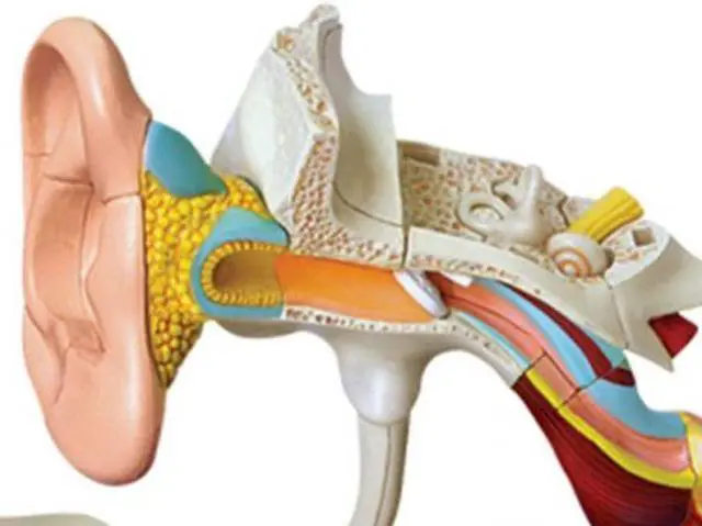 Alt view image 3 of 5 - 26055 - HUMAN EAR ANATOMY MODEL 22PARTS W/STAND AND ASSEMBLY GUIDE