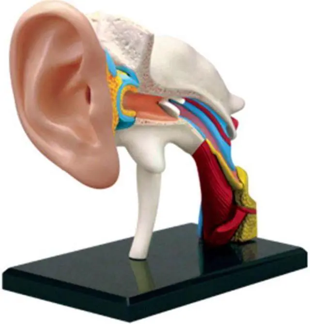 Alt view image 4 of 5 - 26055 - HUMAN EAR ANATOMY MODEL 22PARTS W/STAND AND ASSEMBLY GUIDE