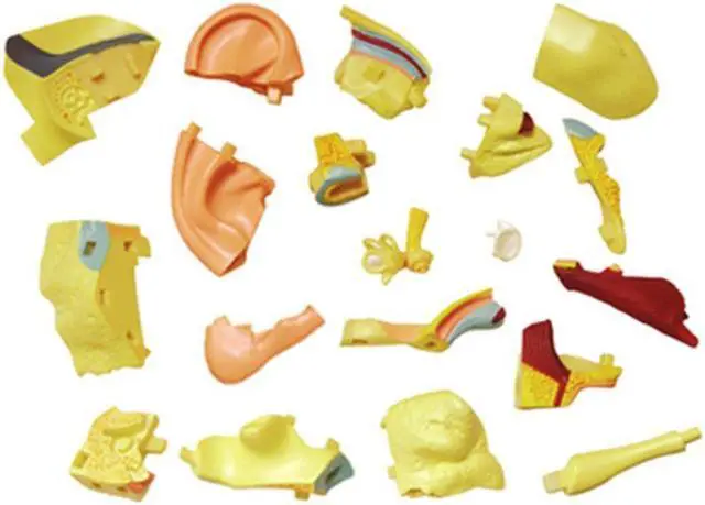 Alt view image 5 of 5 - 26055 - HUMAN EAR ANATOMY MODEL 22PARTS W/STAND AND ASSEMBLY GUIDE
