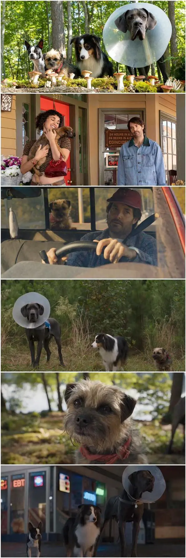Alt view image 3 of 3 - international version Blu-ray film Strays(2023)BD American movies English Subtitles