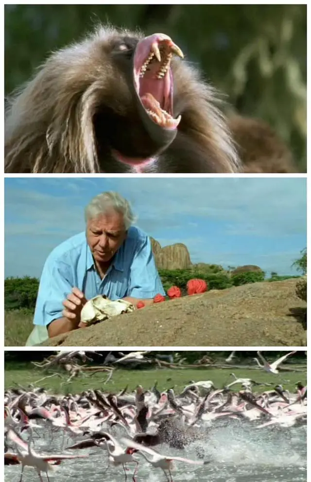Alt view image 3 of 3 - international version Blu-ray The Life of Mammals(2002) English Pronunciation English subtitles