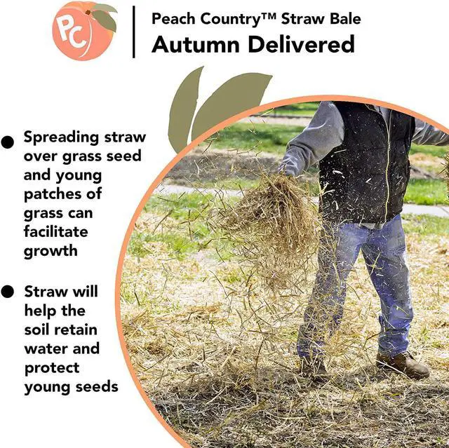 Alt view image 4 of 5 - Peach Country Real Full Size Straw Bale for: Autumn Fall Decorations, Bedding, Over Seeding- 35" x 19" 12"