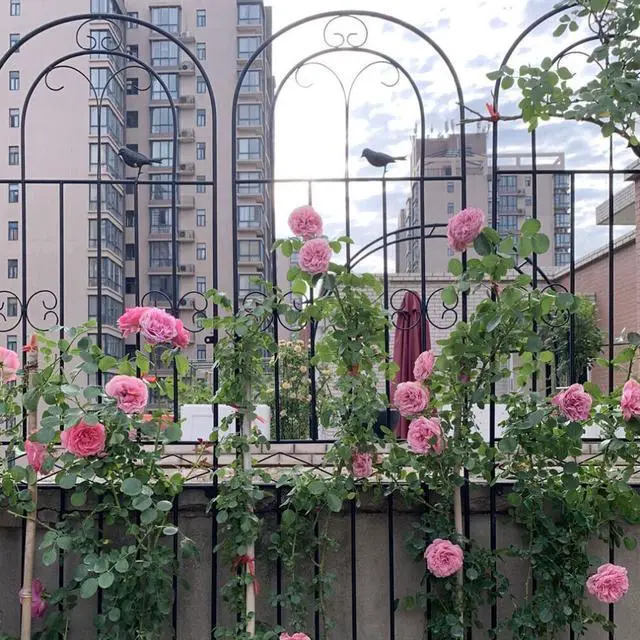Alt view image 3 of 7 - 2PCS Black  Rustproof Plant Trellis Decorative Metal Garden Fence Support for Outdoor Garden Potted Climbing Vines Flowers Vegetable
