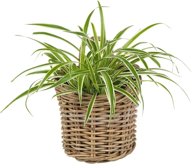 Alt view image 3 of 7 - Kouboo Kobo Wall Basket, Small, Gray-Brown
