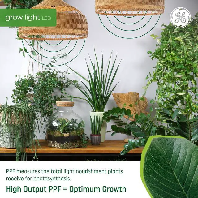 Alt view image 5 of 7 - (2 bulbs) GE Grow Lights for Indoor Plants, BR30 Indoor Floodlight, LED Light Bulbs for Flowers and Fruit, Advanced Red Light Spectrum, 25,000 Hours Lifespan, 15 PPF, (Packaging May Vary)