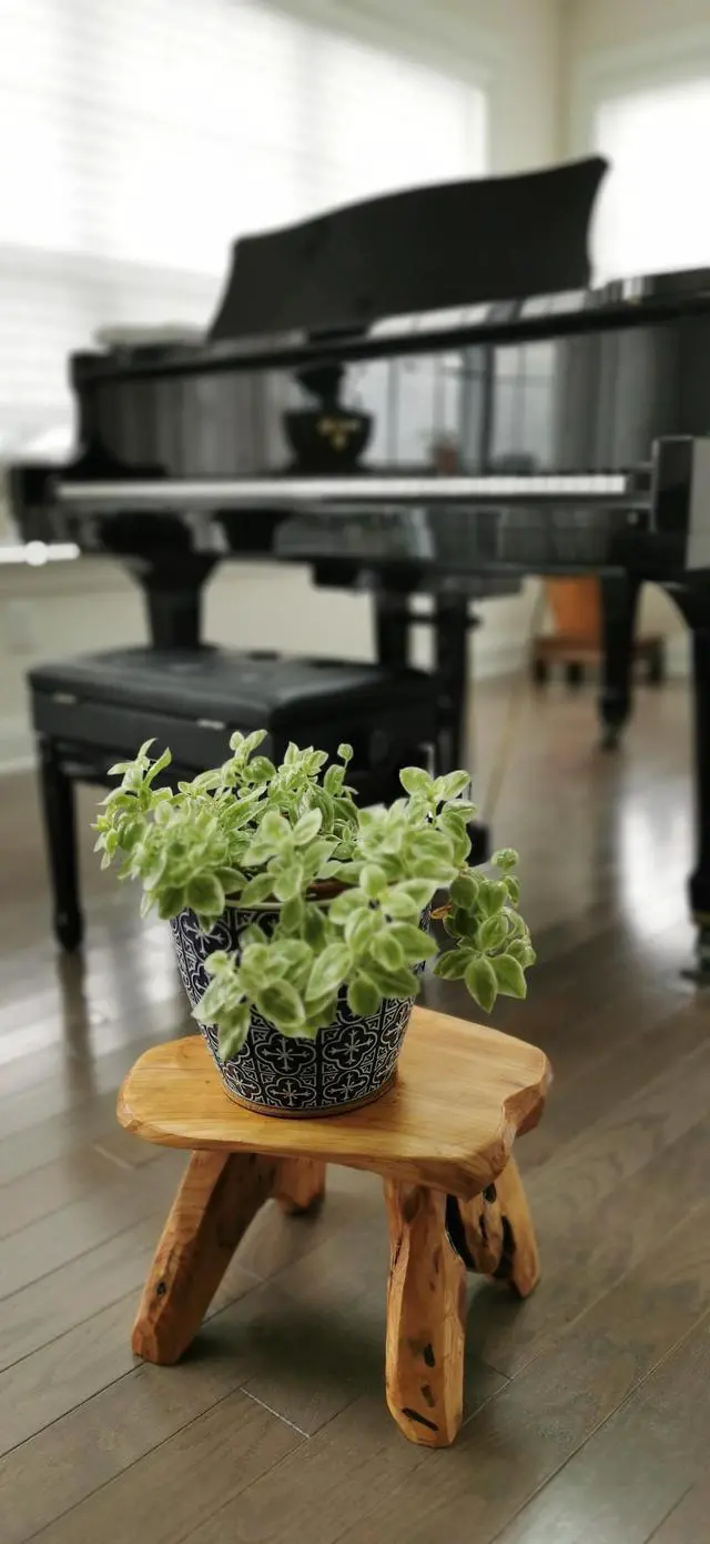 Alt view image 6 of 6 - THY Collectibles Natural Tree Stump Stool Live Edge Cedar Wood Plant Stand, Stool, Garden Bench, Side Table L13" x W11" x H9.5"