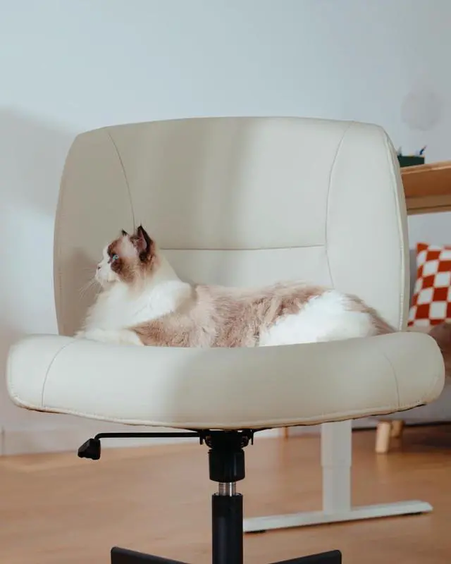 Main image of Marsail Criss Cross Chair with Wheels, Wide Mid-Back Comfy Armless Office Chair, Scratch-Resistant PVC Leather Cross Legged Desk Chair, Height Adjustable Vanity Computer Desk for Home Office