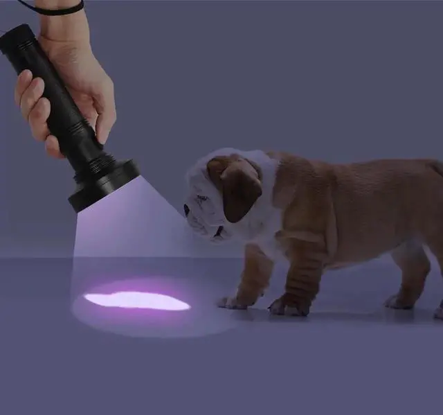 Alt view image 2 of 5 - UV Flashlight Black Light, 21 51 100 LED 395 nM Ultraviolet Torch Blacklight Detector for Dry Pets Urine&Pet Stains&Bed Bug