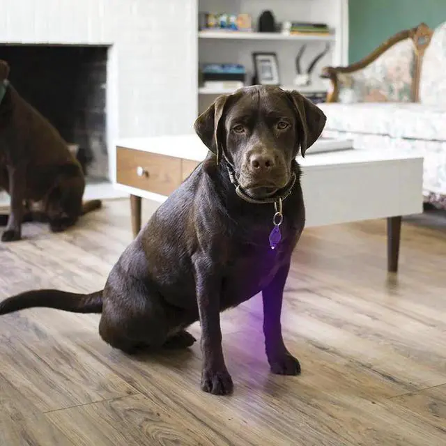 Alt view image 4 of 5 - 395nm Purple UV LED Mini Keychain light LED Flashlight Torch Black light Lamp Id Currency Passports Cat Dog pet urine Detector