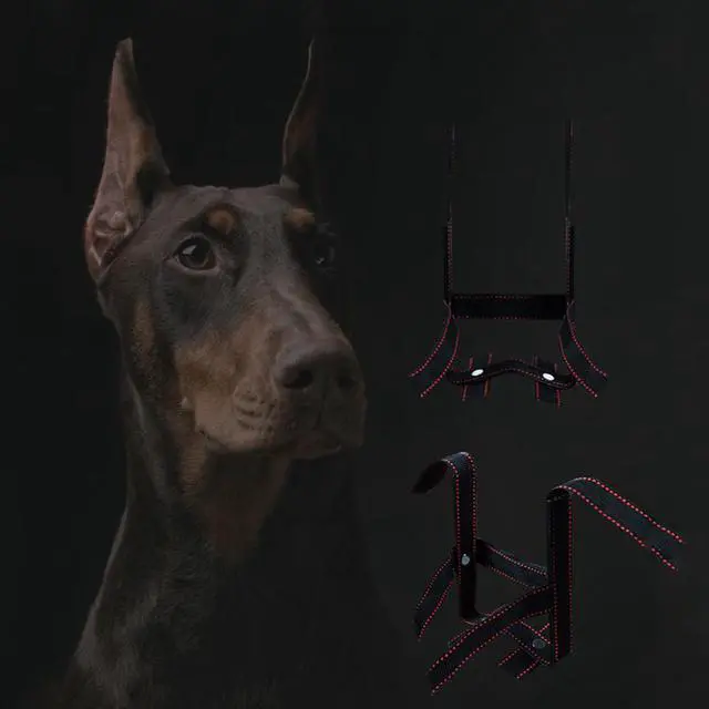 How Do You Get Doberman Ears To Stand Up