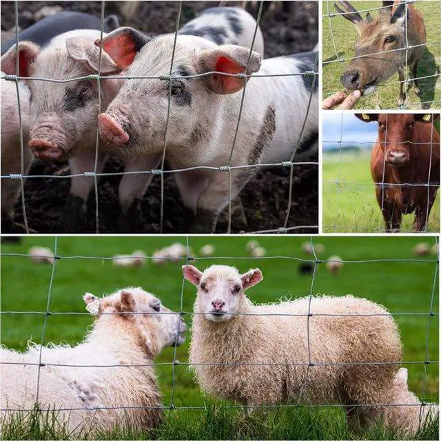 Alt view image 3 of 7 - FstNiceTed Farm Fence 3ft x 164ft 14Gauge Heavy Zinc Coating Cattle Fence,Galvanized Field Wire Fencing Wire Fencing for Yard Livestock & Animals Protection
