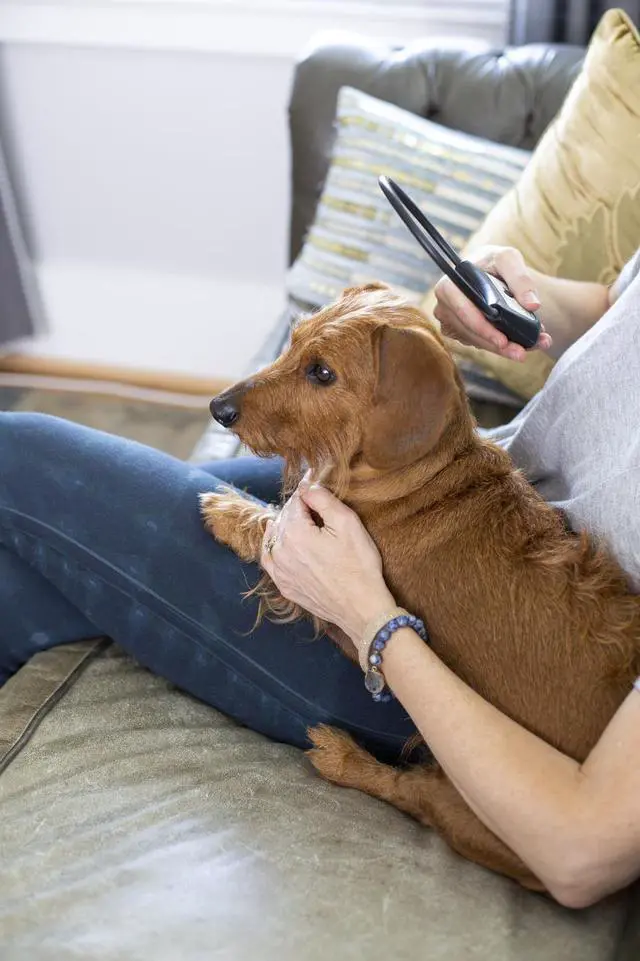 Alt view image 5 of 5 - Calmer Canine Anxiety Treatment Device Only