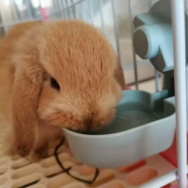 Alt view image 7 of 7 - 17oz Rabbit Water Bottle, Pet Cage Suspended Water Dispenser, Hanging Automatic Small Pet Water Bowl for Bunny Cat Ferret