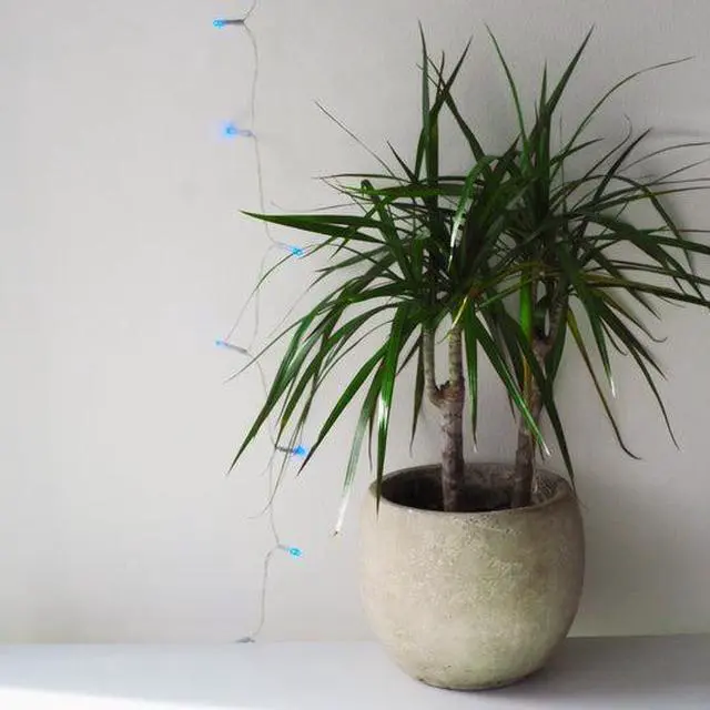 Main image of 40 LED Clear Cable String Lights - Battery Operated Blue