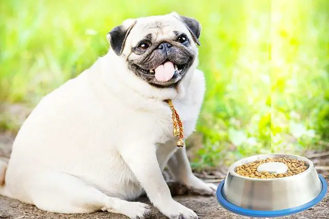 Alt view image 6 of 6 - Mr. Peanut's Stainless Steel Interactive Slow Feed Dog Bowl with a Blue Silicone Base, Fun Healthy Bloat Stop Feeder (Medium)