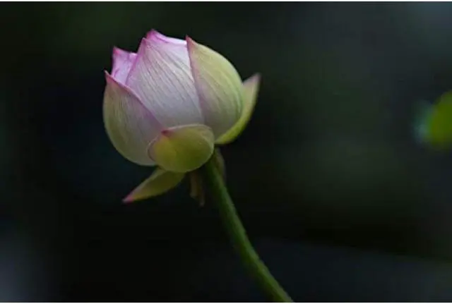 Alt view image 19 of 20 - Sigma 85mm f/1.4 DG DN Art Lens for Sony E
