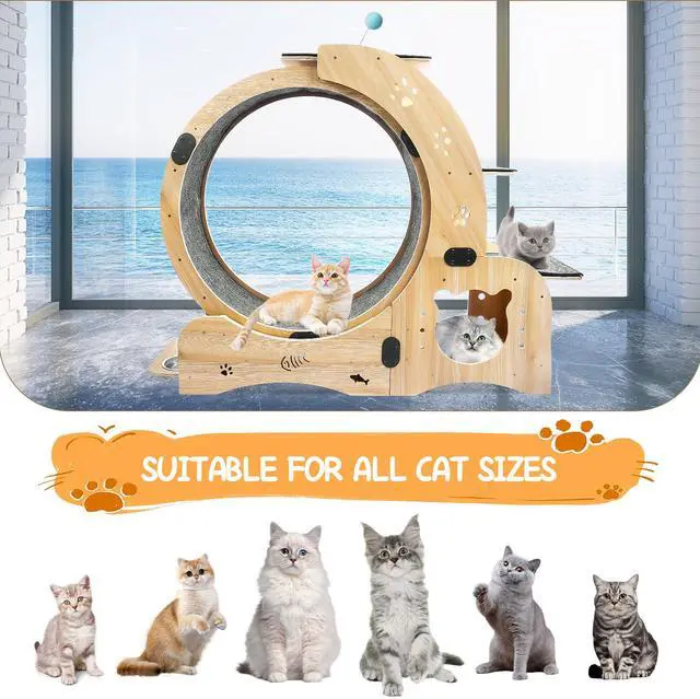 Alt view image 6 of 7 - Cat Wheel 6-in-1 Cat Exercise Wheel,Upgraded Cat Wheel Exerciser for Indoor Cats,Large Cat Treadmill,Cat Running Wheel with Silent Wheel,Cat Walking Wheel Cat Furniture Cat Toys