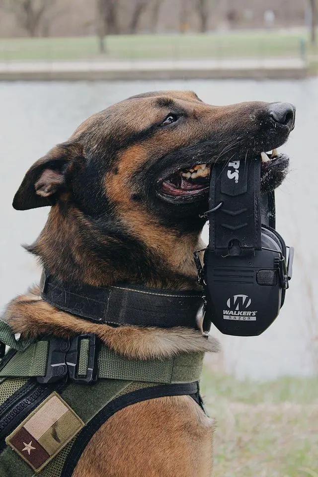 Alt view image 2 of 3 - Walkers Razor Slim Shooter Electronic Ear Protection Muffs, Black Patriot