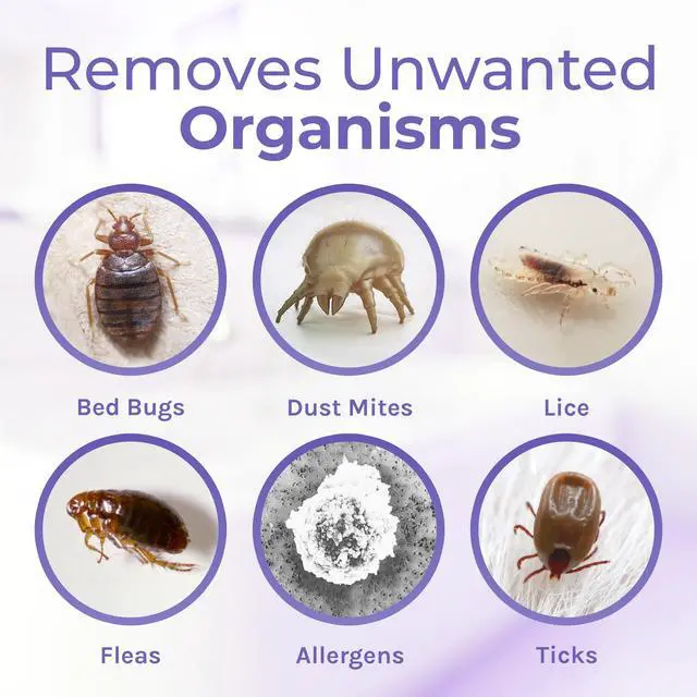 Alt view image 6 of 7 - Spotless Essentials 2-in-1 Pest Spray & All purpose cleaner - Natural bed bugs spray, lice spray, ant spray - Safe for children and pets -clean surfaces Concentrated 128oz (Lavender Breeze)