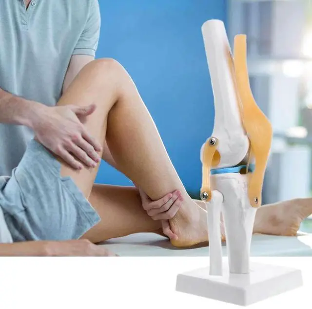 Alt view image 2 of 2 - Human Anatomical Knee Joint Flexible Skeleton Model Medical Learning Aid Anatomy