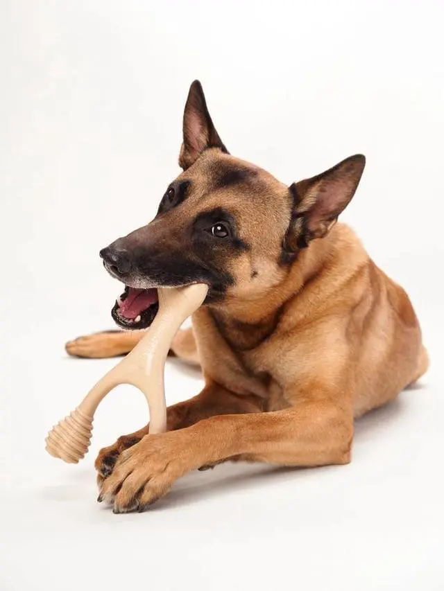 Alt view image 2 of 4 - Betterbone Hard Chew Toy for Large Dogs - Hard -Durable, All-Natural, No Nylon, Sustainable