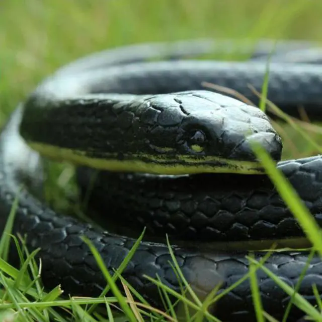 Alt view image 4 of 7 - Fake Realistic Snake Lifelike Real Scary Rubber Toy Prank Party Joke For Garden