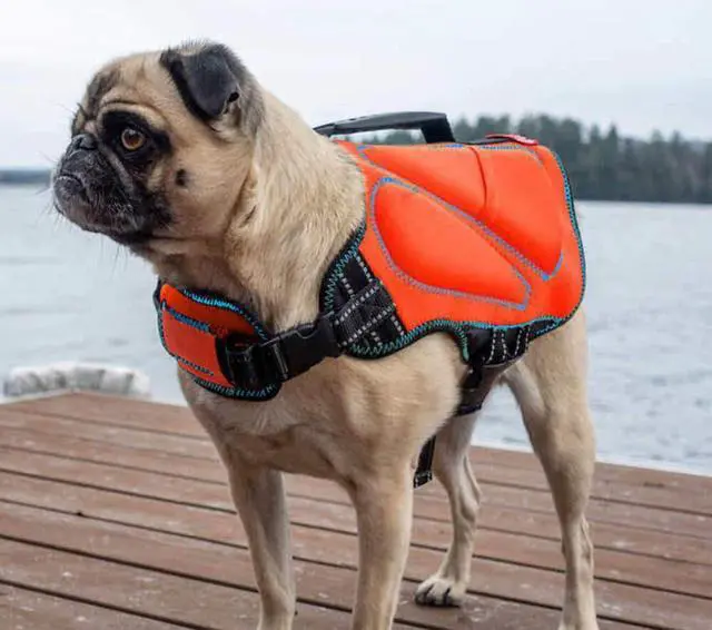 Main image of STIMULA LIFESTYLE SILVER PAW DOG LIFE JACKET FOR POOL, LAKE, OCEAN, RIVER & BEACH SIZE LARGE