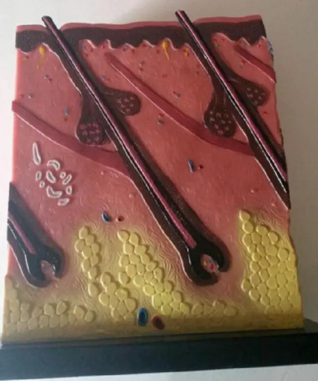 Alt view image 2 of 2 - 4-Sided Skin Block Model of Skin & Hair Anatomy Science Teaching Display Art