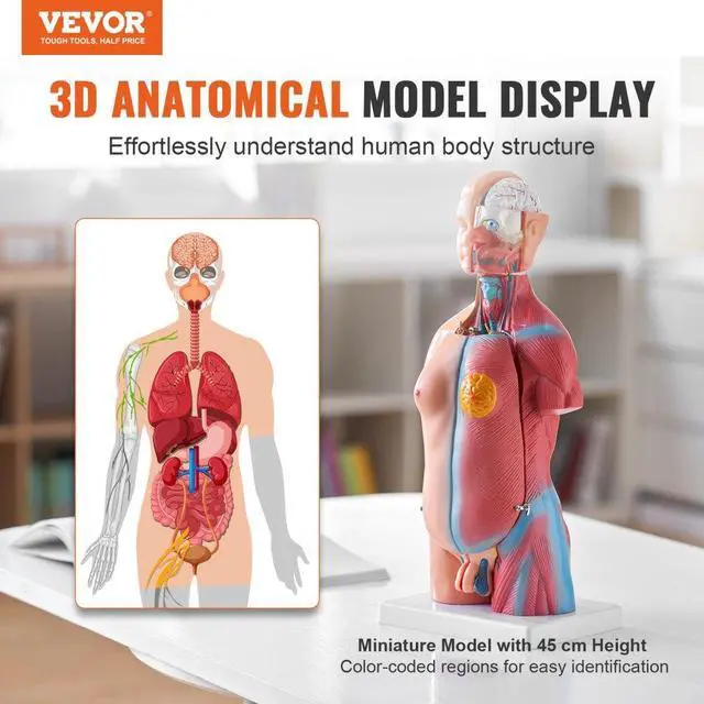 Alt view image 2 of 7 - VEVOR Human Body Model, 23 Parts 18 inch, Human Torso Anatomy Model Unisex Anatomical Skeleton Model with Removable Organs, Educational Teaching Tool for Students Science Learning Education Display