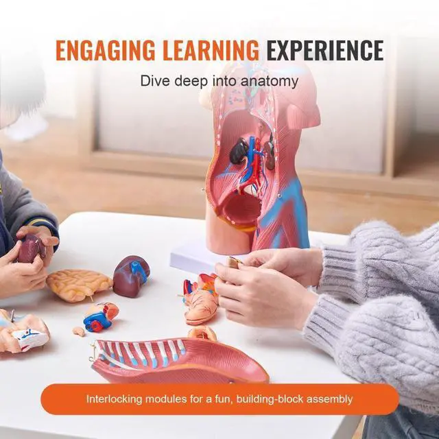 Alt view image 3 of 7 - VEVOR Human Body Model, 23 Parts 18 inch, Human Torso Anatomy Model Unisex Anatomical Skeleton Model with Removable Organs, Educational Teaching Tool for Students Science Learning Education Display