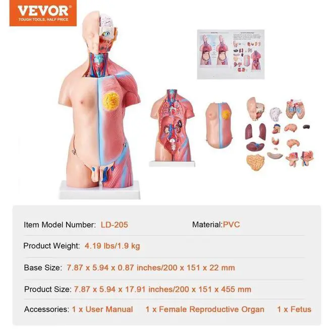 Alt view image 7 of 7 - VEVOR Human Body Model, 23 Parts 18 inch, Human Torso Anatomy Model Unisex Anatomical Skeleton Model with Removable Organs, Educational Teaching Tool for Students Science Learning Education Display