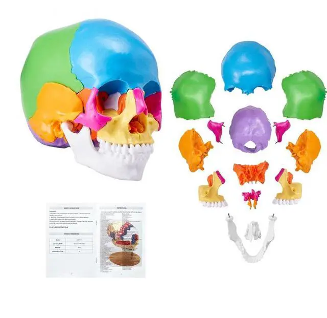 Main image of VEVOR Human Skull Model, 22 Parts Human Skull Anatomy, Life-Size Painted Anatomy Skull Model, PVC Anatomical Skull, Detachable Learning Skull Model, for Professional Teaching, Researching and Learning