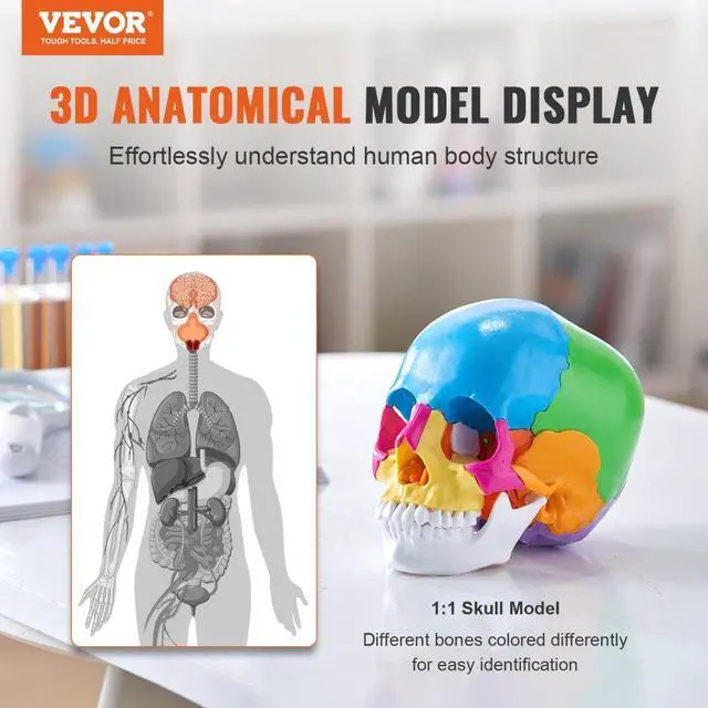 Alt view image 2 of 7 - VEVOR Human Skull Model, 22 Parts Human Skull Anatomy, Life-Size Painted Anatomy Skull Model, PVC Anatomical Skull, Detachable Learning Skull Model, for Professional Teaching, Researching and Learning