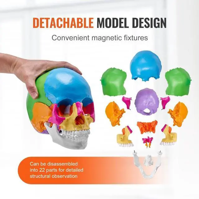 Alt view image 4 of 7 - VEVOR Human Skull Model, 22 Parts Human Skull Anatomy, Life-Size Painted Anatomy Skull Model, PVC Anatomical Skull, Detachable Learning Skull Model, for Professional Teaching, Researching and Learning