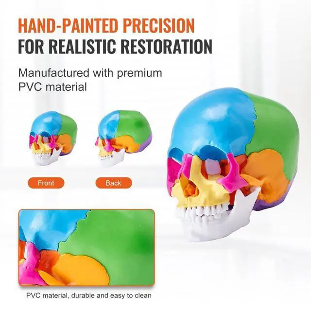 Alt view image 5 of 7 - VEVOR Human Skull Model, 22 Parts Human Skull Anatomy, Life-Size Painted Anatomy Skull Model, PVC Anatomical Skull, Detachable Learning Skull Model, for Professional Teaching, Researching and Learning