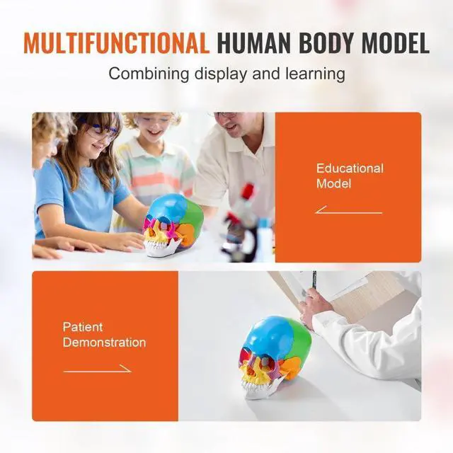 Alt view image 6 of 7 - VEVOR Human Skull Model, 22 Parts Human Skull Anatomy, Life-Size Painted Anatomy Skull Model, PVC Anatomical Skull, Detachable Learning Skull Model, for Professional Teaching, Researching and Learning