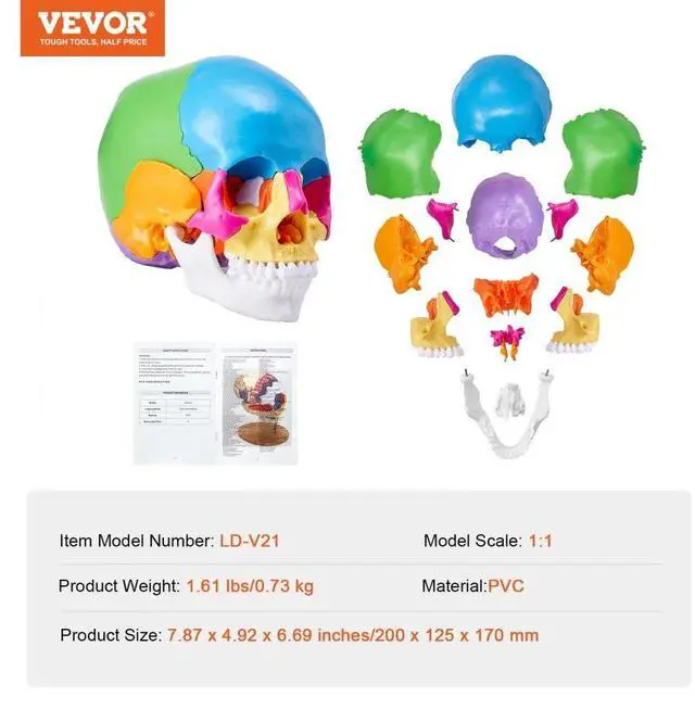 Alt view image 7 of 7 - VEVOR Human Skull Model, 22 Parts Human Skull Anatomy, Life-Size Painted Anatomy Skull Model, PVC Anatomical Skull, Detachable Learning Skull Model, for Professional Teaching, Researching and Learning