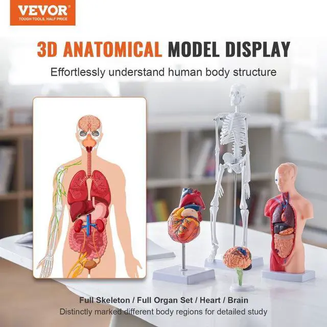 Alt view image 2 of 14 - VEVOR Human Anatomy Models Bundle Set, Brain, Human Torso Body, Heart, Skeleton Model Set of 4, Hands-on 3D Model Study Tools Teaching Models for Physiology Students or as Educational Kit for Kids