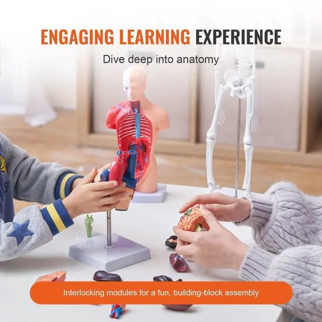 Alt view image 3 of 14 - VEVOR Human Anatomy Models Bundle Set, Brain, Human Torso Body, Heart, Skeleton Model Set of 4, Hands-on 3D Model Study Tools Teaching Models for Physiology Students or as Educational Kit for Kids