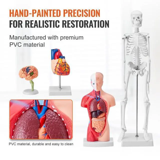 Alt view image 5 of 14 - VEVOR Human Anatomy Models Bundle Set, Brain, Human Torso Body, Heart, Skeleton Model Set of 4, Hands-on 3D Model Study Tools Teaching Models for Physiology Students or as Educational Kit for Kids