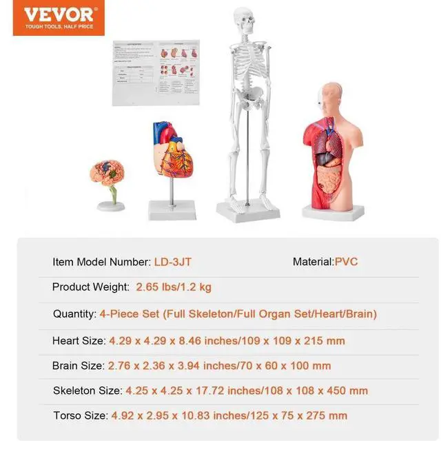 Alt view image 7 of 14 - VEVOR Human Anatomy Models Bundle Set, Brain, Human Torso Body, Heart, Skeleton Model Set of 4, Hands-on 3D Model Study Tools Teaching Models for Physiology Students or as Educational Kit for Kids