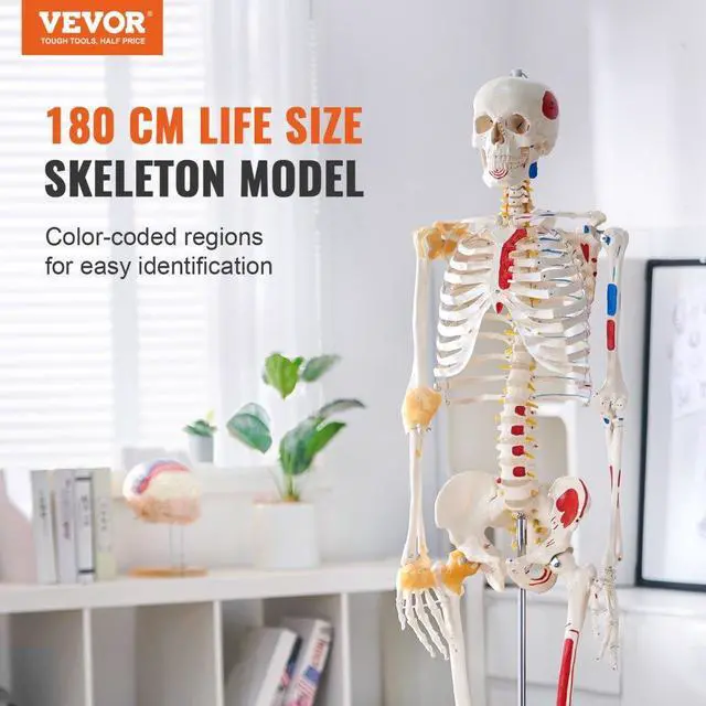 Alt view image 2 of 14 - VEVOR Human Skeleton Model for Anatomy, 71.65" Life Size, Accurate PVC Anatomy Skeleton Model with Ligaments, Movable Arms, Legs & Jaw, with Muscle Origin & Insertion Points, for Professional Teaching