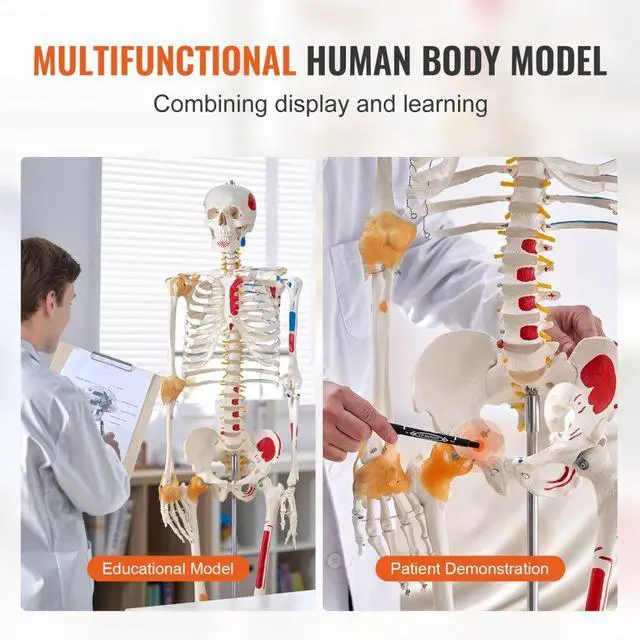 Alt view image 6 of 14 - VEVOR Human Skeleton Model for Anatomy, 71.65" Life Size, Accurate PVC Anatomy Skeleton Model with Ligaments, Movable Arms, Legs & Jaw, with Muscle Origin & Insertion Points, for Professional Teaching