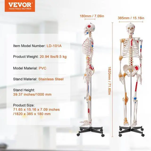 Alt view image 7 of 14 - VEVOR Human Skeleton Model for Anatomy, 71.65" Life Size, Accurate PVC Anatomy Skeleton Model with Ligaments, Movable Arms, Legs & Jaw, with Muscle Origin & Insertion Points, for Professional Teaching